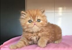 Photo №1. persian cat - for sale in the city of Odessa | 187$ | Announcement № 6550