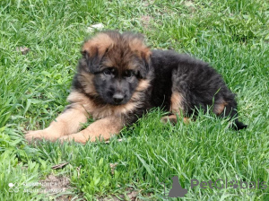 Photo №1. german shepherd - for sale in the city of Вапнярка | 180$ | Announcement № 10417