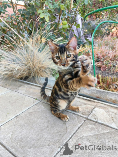 Photo №2 to announcement № 153415 for the sale of bengal cat - buy in Austria private announcement