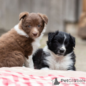 Photo №1. non-pedigree dogs - for sale in the city of Berlin | negotiated | Announcement № 118797