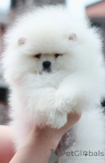 Additional photos: Pomeranski mini shpic mini spitz any color purebred պոմեր շպիցի զտ ձ գույների