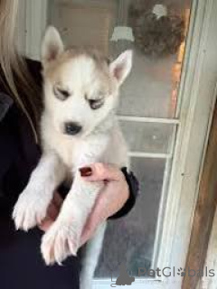 Photo №2 to announcement № 166598 for the sale of siberian husky - buy in Belgium private announcement, breeder