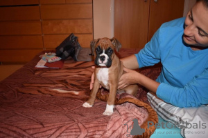 Photo №2 to announcement № 22345 for the sale of boxer - buy in United States private announcement