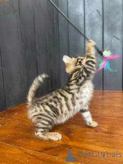 Photo №1. toyger - for sale in the city of Bad Wildungen | negotiated | Announcement № 170328