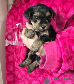 Photo №3. Yorkshire Terrier Puppies. Australia