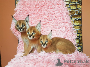 Additional photos: caracal and caracat kittens available