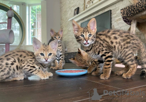 Photo №3. Savannah F1 kittens available. Russian Federation