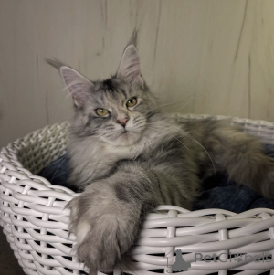 Photo №2 to announcement № 161721 for the sale of maine coon - buy in United States breeder