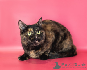 Additional photos: The wonderful cat Klava is looking for a family!
