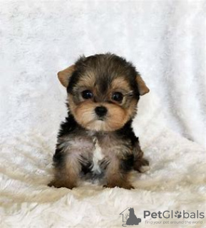 Photo №2 to announcement № 97812 for the sale of yorkshire terrier - buy in United States from nursery, from the shelter