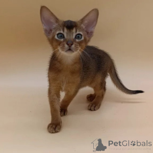 Photo №1. abyssinian cat - for sale in the city of Birkenwerder | 361$ | Announcement № 177030