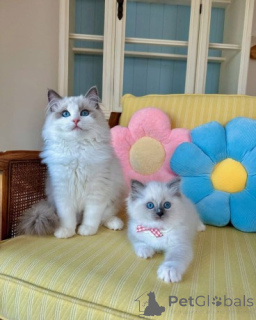 Photo №1. ragdoll - for sale in the city of Hannover | 258$ | Announcement № 156675