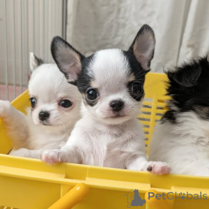 Photo №1. chihuahua - for sale in the city of Helsinki | 516$ | Announcement № 163642