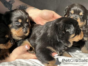 Photo №2 to announcement № 96416 for the sale of rottweiler - buy in United Kingdom private announcement, breeder
