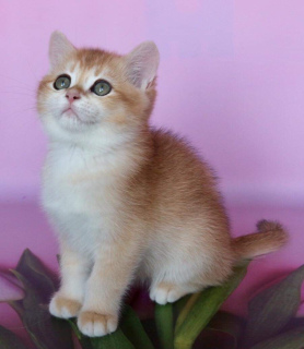 Photo №1. british shorthair - for sale in the city of Donetsk | 1000$ | Announcement № 1147