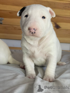 Additional photos: Lauras Dream FCI miniature bull terrier