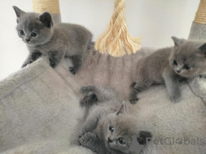 Photo №2 to announcement № 145663 for the sale of british shorthair - buy in Slovakia 