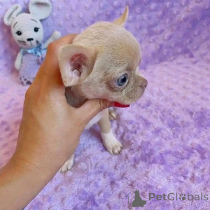 Photo №1. chihuahua - for sale in the city of Chicago | 350$ | Announcement № 138098