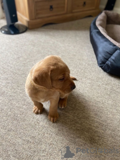 Photo №1. labrador retriever - for sale in the city of Bremen | 317$ | Announcement № 66246