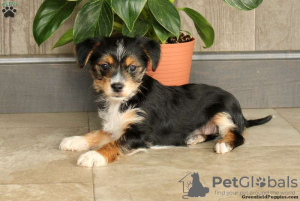 Photo №2 to announcement № 63825 for the sale of yorkshire terrier - buy in Germany 