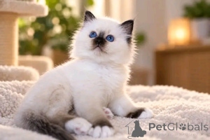 Photo №2 to announcement № 176724 for the sale of birman - buy in Finland 