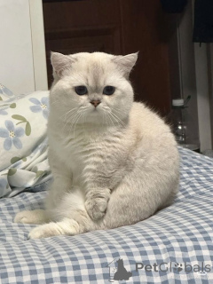 Photo №1. scottish fold - for sale in the city of Aizlingen | 413$ | Announcement № 157399