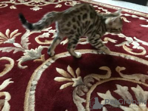 Additional photos: Bengal kittens for rehoming