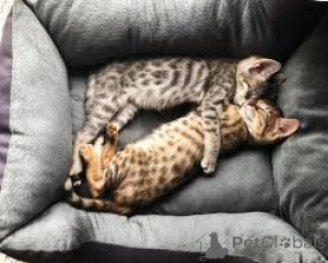 Photo №3. Kauniita savanninpentuja myytävänä. Finland