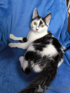 Photo №3. The soul of Emily. Belarus