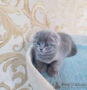 Photo №2 to announcement № 83553 for the sale of scottish fold - buy in United States 