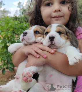 Photo №3. Beagle puppies looking for forever homes. Germany
