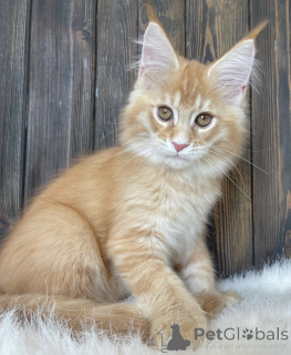 Photo №1. maine coon - for sale in the city of Bellaire | 790$ | Announcement № 161675