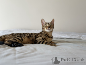 Photo №3. Bengal kittens with WCF documents. United States