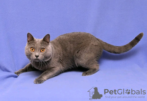 Photo №2 to announcement № 123140 for the sale of chartreux - buy in France breeder