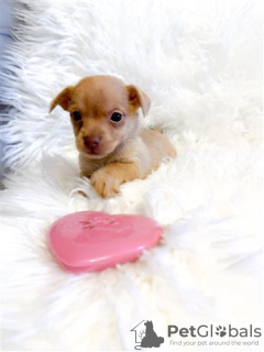 Photo №1. chihuahua - for sale in the city of Brighton | Is free | Announcement № 57267