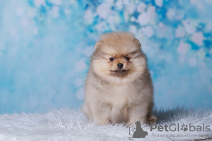 Photo №2 to announcement № 85567 for the sale of pomeranian - buy in Russian Federation breeder