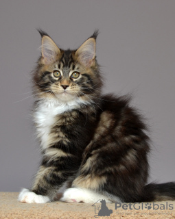Photo №1. maine coon - for sale in the city of Kazan | negotiated | Announcement № 10325