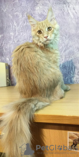 Photo №2 to announcement № 9682 for the sale of maine coon - buy in Russian Federation from nursery