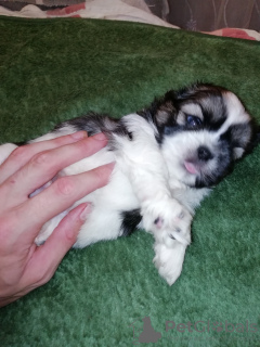 Additional photos: Shih Tzu