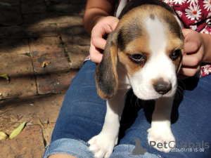 Photo №1. beagle - for sale in the city of Barsel | negotiated | Announcement № 166359