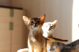 Photo №1. abyssinian cat - for sale in the city of Bobruisk | 1000$ | Announcement № 153758