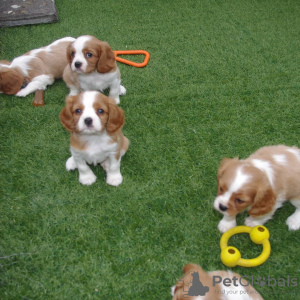 Photo №1. cavalier king charles spaniel - for sale in the city of Hinterglemm | negotiated | Announcement № 91596