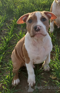 Photo №1. american staffordshire terrier - for sale in the city of Minsk | 520$ | Announcement № 30035