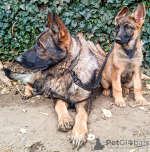 Photo №1. german shepherd - for sale in the city of Бендеры | negotiated | Announcement № 30116
