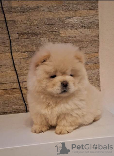 Photo №1. chow chow - for sale in the city of Zrenjanin | negotiated | Announcement № 91986