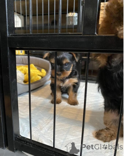 Photo №2 to announcement № 135153 for the sale of yorkshire terrier - buy in Germany 