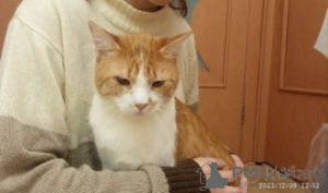 Additional photos: Charming red cat Bonechka is looking for a home and a loving family!