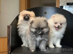 Photo №4. I will sell pomeranian in the city of Бохум. private announcement - price - 2121$