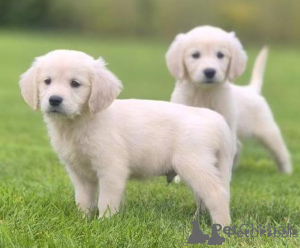 Photo №1. golden retriever - for sale in the city of Vilnius | negotiated | Announcement № 175925