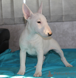 Additional photos: Miniature bull terrier puppies